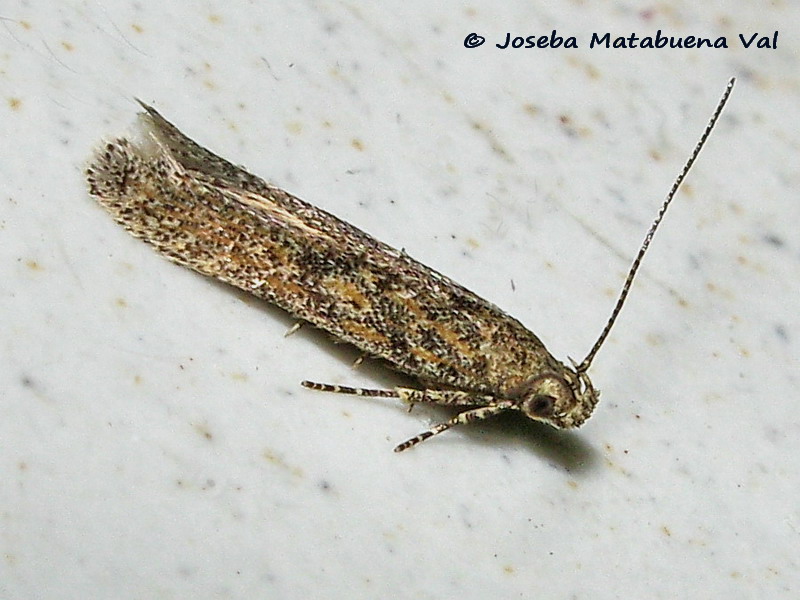 Micro da id.: Tuta absoluta - Gelechiidae